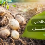 تسميد البطاطس في المنزل​