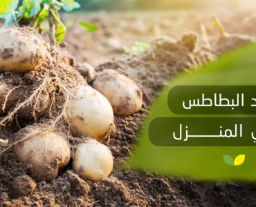تسميد البطاطس في المنزل​