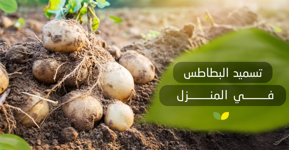 تسميد البطاطس في المنزل​