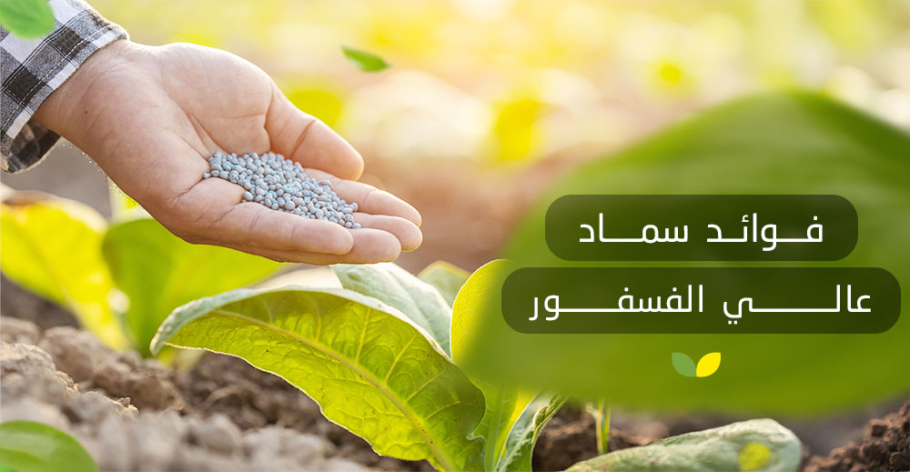 سماد عالي الفسفور