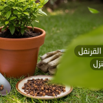 طريقة زراعة القرنفل في المنزل​
