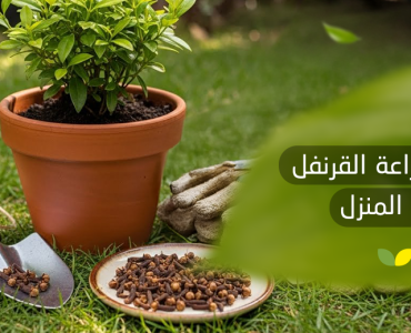 طريقة زراعة القرنفل في المنزل​