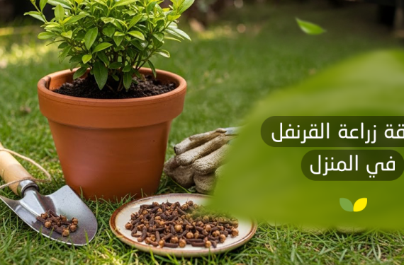طريقة زراعة القرنفل في المنزل​