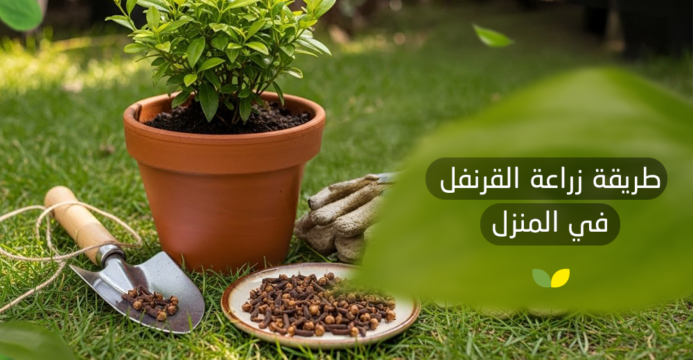 طريقة زراعة القرنفل في المنزل​
