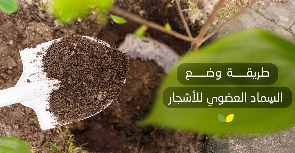 طريقة وضع السماد العضوي للأشجار