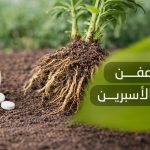 علاج عفن الجذور بالأسبرين 