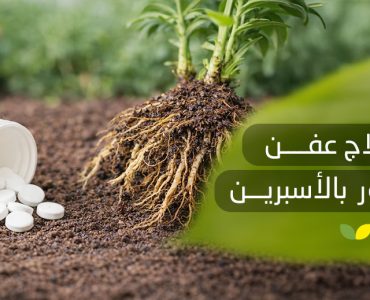 علاج عفن الجذور بالأسبرين 