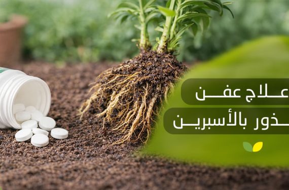 علاج عفن الجذور بالأسبرين 