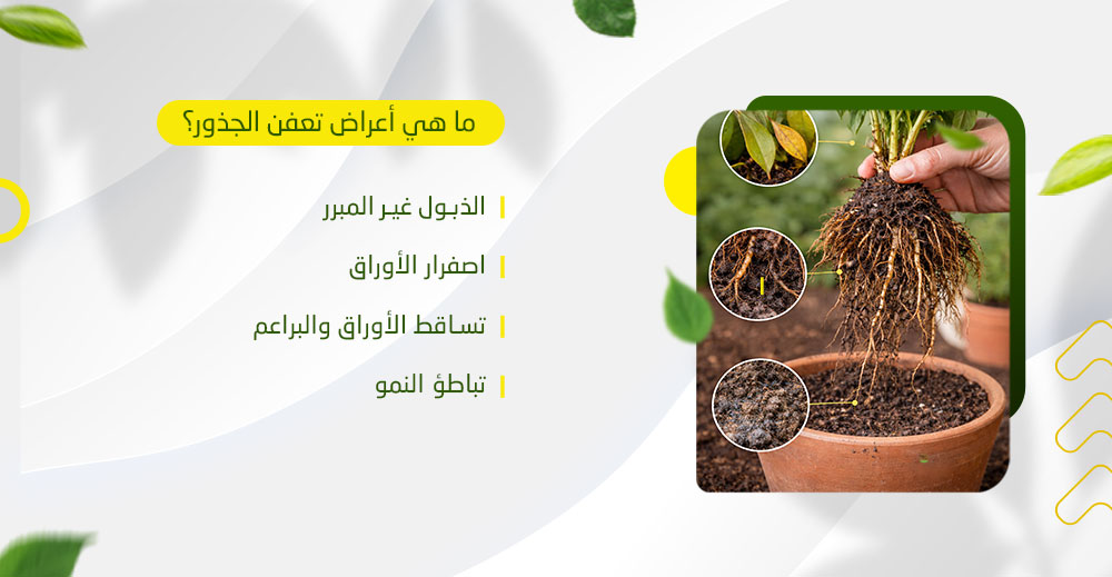 ما هي أعراض تعفن الجذور؟