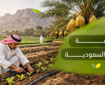 الزراعة في السعودية