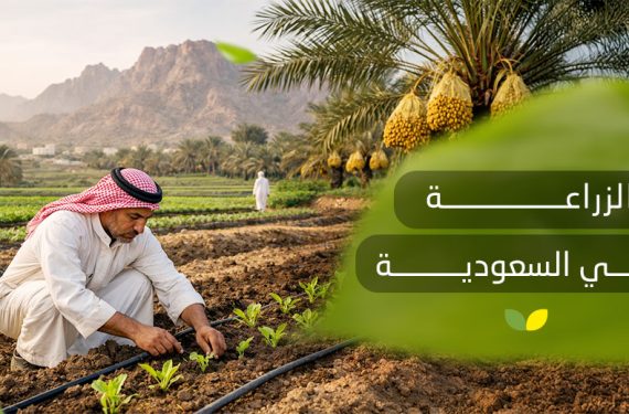 الزراعة في السعودية