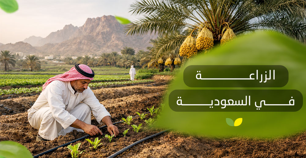 الزراعة في السعودية