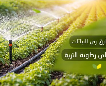 أفضل طرق ري النباتات للحفاظ على رطوبة التربة