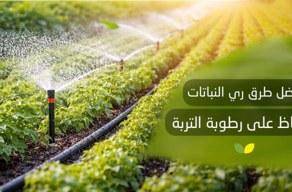 أفضل طرق ري النباتات للحفاظ على رطوبة التربة