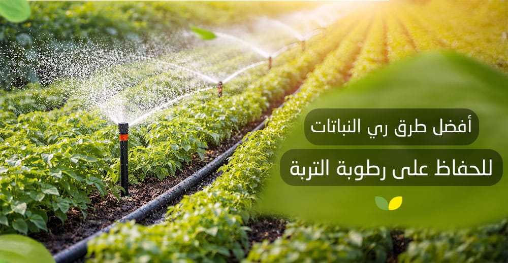 أفضل طرق ري النباتات للحفاظ على رطوبة التربة
