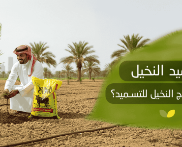 تسميد النخيل ولماذا يحتاج النخيل للتسميد