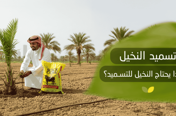 تسميد النخيل ولماذا يحتاج النخيل للتسميد