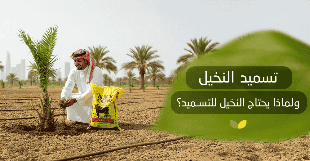 تسميد النخيل ولماذا يحتاج النخيل للتسميد