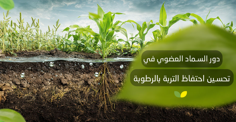 دور السماد العضوي في تحسين احتفاظ التربة بالرطوبة