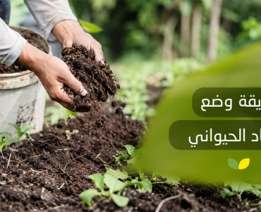 طريقة وضع السماد الحيواني