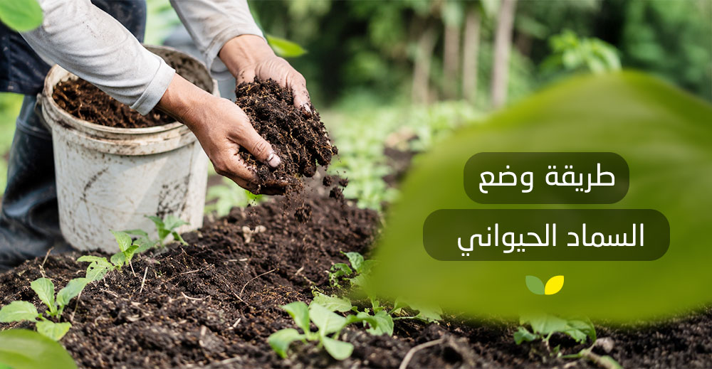 طريقة وضع السماد الحيواني