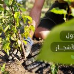جدول تسميد الأشجار
