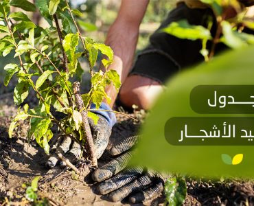 جدول تسميد الأشجار