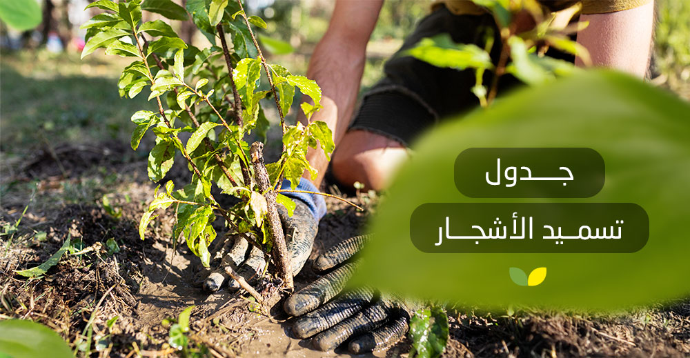 جدول تسميد الأشجار