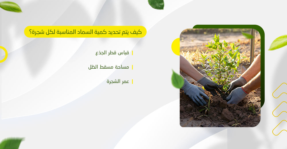 كيف يتم تحديد كمية السماد المناسبة لكل شجرة؟