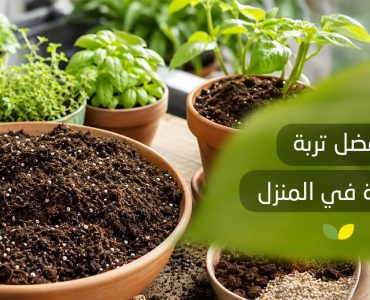أفضل تربة للزراعة في المنزل