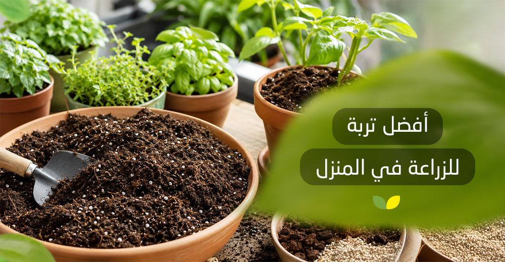 أفضل تربة للزراعة في المنزل