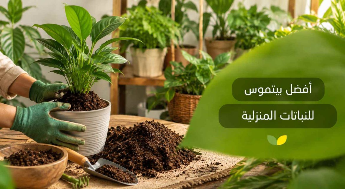 أفضل بيتموس للنباتات المنزلية