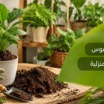 أفضل بيتموس للنباتات المنزلية