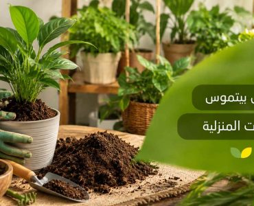 أفضل بيتموس للنباتات المنزلية