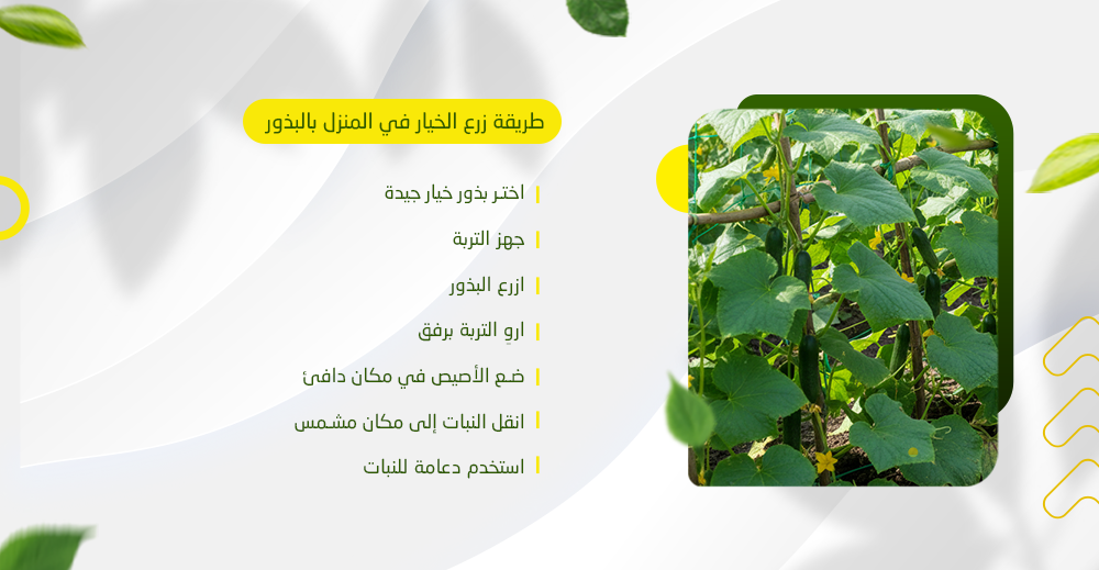طريقة زرع الخيار في المنزل بالبذور