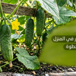 طريقة زرع الخيار في المنزل