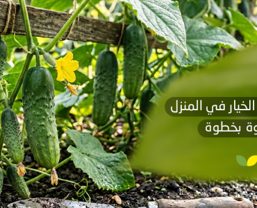 طريقة زرع الخيار في المنزل