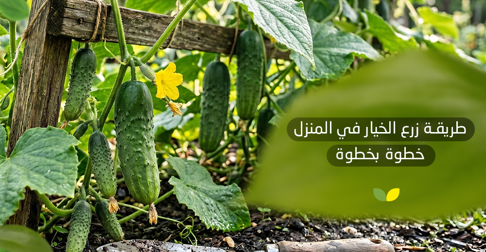 طريقة زرع الخيار في المنزل
