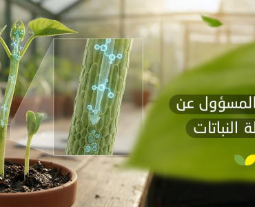 الهرمون المسؤول عن استطالة النباتات