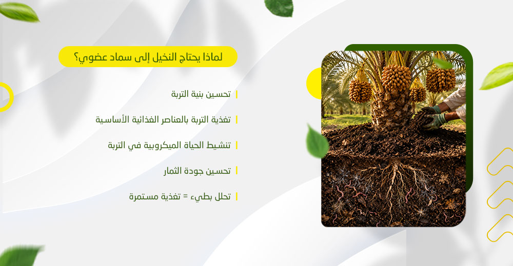لماذا يحتاج النخيل إلى سماد عضوي؟
