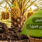 أفضل سماد عضوي للنخيل