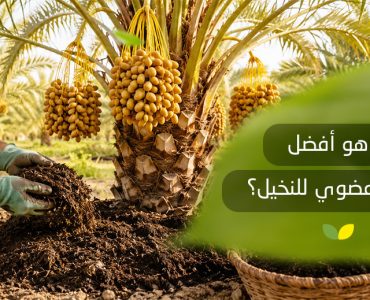 أفضل سماد عضوي للنخيل
