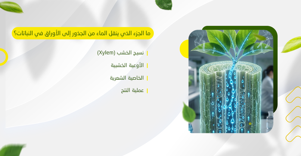 ما الجزء الذي ينقل الماء من الجذور إلى الأوراق في النباتات؟